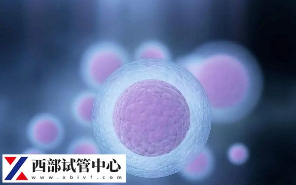 理想的卵泡數量范圍是8-15個