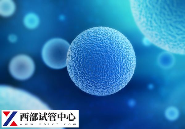 供精試管一次可以結合8-15個卵泡