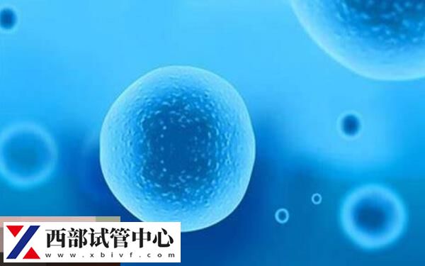 解凍囊胚收費約3000元不等