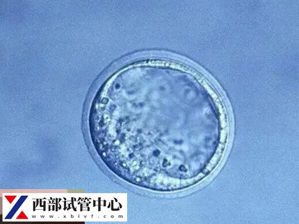 囊胚解凍后會放置在培養液中培養2-3小時